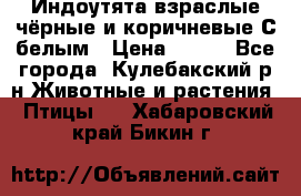 Индоутята взраслые чёрные и коричневые С белым › Цена ­ 450 - Все города, Кулебакский р-н Животные и растения » Птицы   . Хабаровский край,Бикин г.